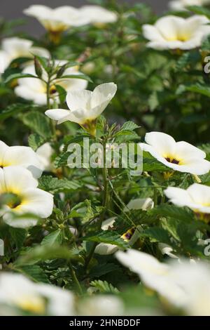 Turnera subulata (Also called yolanda, Turnera subulata, white buttercup, sulphur alder, politician's flower, dark-eyed turnera, white alder) flower. Stock Photo