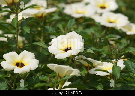 Turnera subulata (Also called yolanda, Turnera subulata, white buttercup, sulphur alder, politician's flower, dark-eyed turnera, white alder) flower. Stock Photo