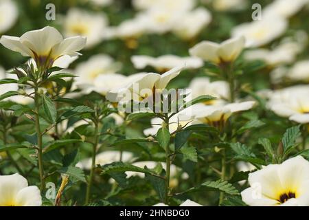 Turnera subulata (Also called yolanda, Turnera subulata, white buttercup, sulphur alder, politician's flower, dark-eyed turnera, white alder) flower. Stock Photo