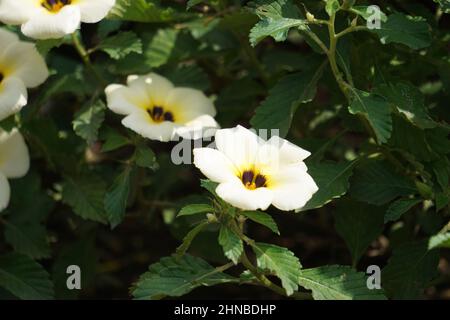 Turnera subulata (Also called yolanda, Turnera subulata, white buttercup, sulphur alder, politician's flower, dark-eyed turnera, white alder) flower. Stock Photo