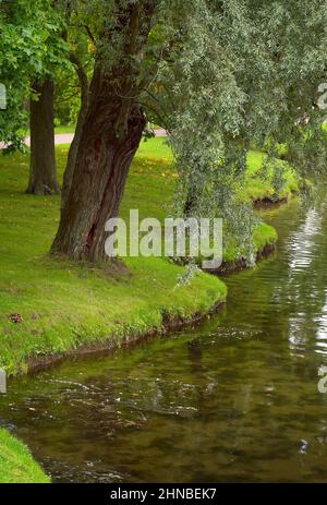 The Bank of the pond in the Park. The trunk of a willow leaning towards the water on the Bank of a Large pond in the Catherine Park Stock Photo