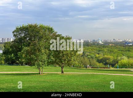 Park 'Kolomenskoe'. Two trees with lush foliage on a green slope that descends to the river, a city on the horizon, a Church with blue domes in the di Stock Photo