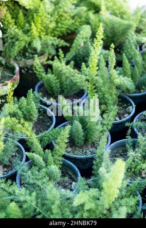 foxtail asparagus fern plants in pots Stock Photo