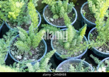 Asparagus fern small plants in pot Stock Photo