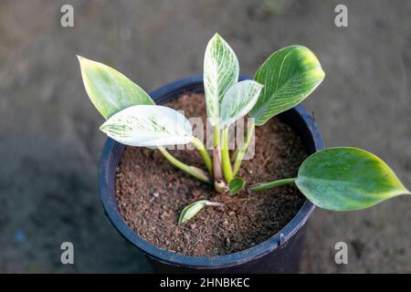 philodendron birkin variegated plant in a pot Stock Photo