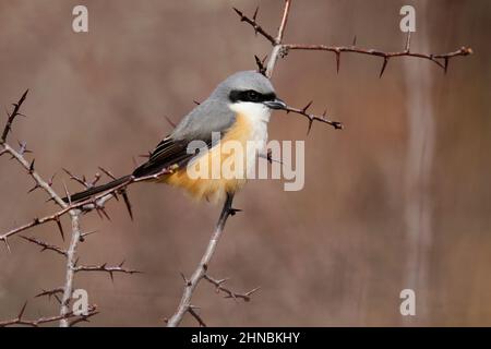 Grey-backed Shrike (Lanius tephronotus), side view, perched on thorny branch, northwest Yunnan Province, China 19th April 2011 Stock Photo