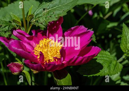 Deep pink peony blossom in full bloom with a little bud to the side. Stock Photo
