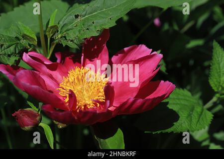Deep pink peony blossom in full bloom with a little bud to the side. Stock Photo
