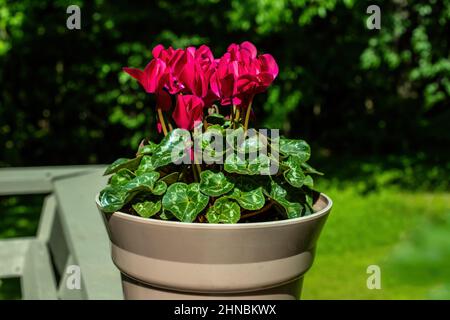 Red cyclamen in full bloom sitting on the edge of a backyard deck. Stock Photo