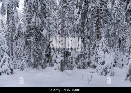 Snow-covered coniferous trees in winter forest on cold frosty day Stock Photo