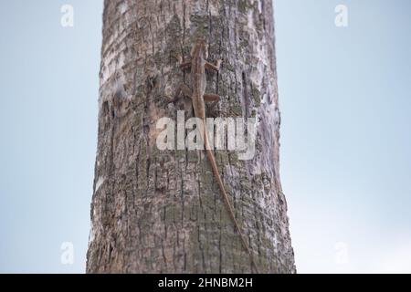 Close up view f a small lizard with a long tail sits on the trunk of a tree, blue sky on the background Stock Photo