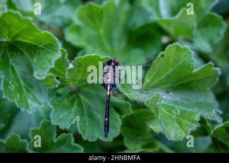 Dragonfly resting on bright, green geranium leaves in the spring/summer garden. Stock Photo