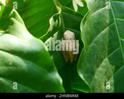 Common Tree Frog hiding on green leaf of coffee plant, Amphibians in natural forest and plantation in Thailand