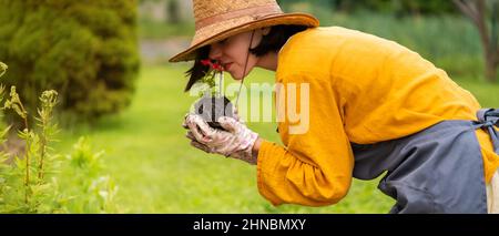 Gardener holds a petunia flower in a peat pot Stock Photo