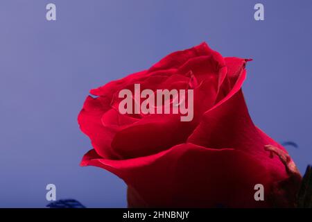 blooming bud of red roseon blue background, close up, macro view Stock Photo