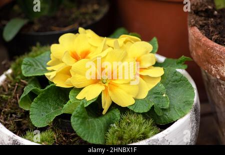 Yellow primrose flowers in ceramic pot. Blooming primrose flowers. Stock Photo