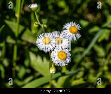 Fleabane found growing in a roadside ditch in the spring in Taylors Falls, Minnesota USA. Stock Photo