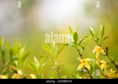 In the fresh spring, beautiful yellow forsythia flowers are in full bloom and green buds are plentiful. Stock Photo