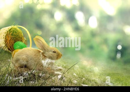 Cute easter bunny and colorful easter eggs spilled from the nest on the field. Happy Easter Stock Photo