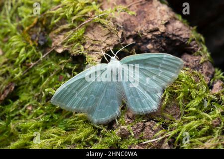 Geometer moth, Jodis putata resting on bark Stock Photo