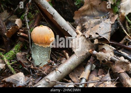 Young fruit body of orange birch bolete, Leccinum versipelle growing among leaves Stock Photo
