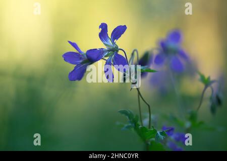 Blossoming wood cranesbill, Geranium sylvaticum flower Stock Photo