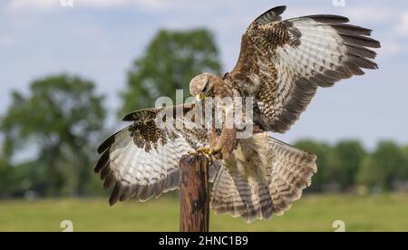 Closeup shot of a common buzzard on the blurry background Stock Photo