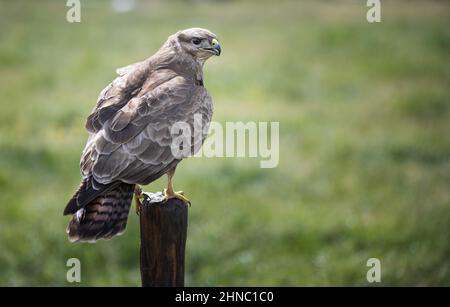 Closeup shot of a common buzzard on the blurry background Stock Photo