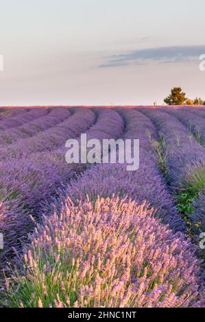 Overview of a lavender field in southern france. Stock Photo