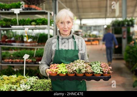 Smiling aged saleswoman carrying tray with colorful potted fittonia Stock Photo