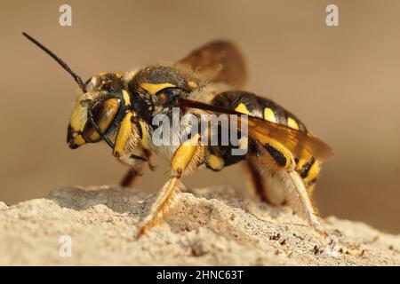 Closeup on a Florentine Woolcarderbee, Anthidium florentinum sitting on a wall in Gard, France with open wings Stock Photo