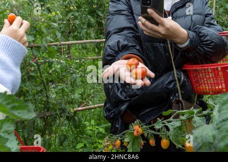 Picking virgin fruit in the orchard Stock Photo