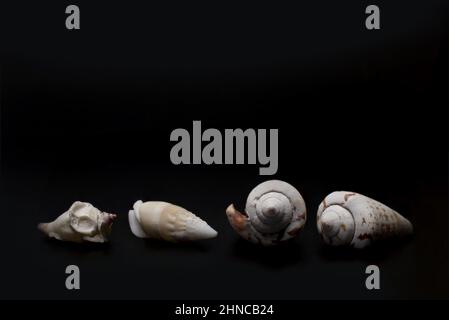 Close up of four bright white spiral snail shells seen from different sides side by side on black background Stock Photo