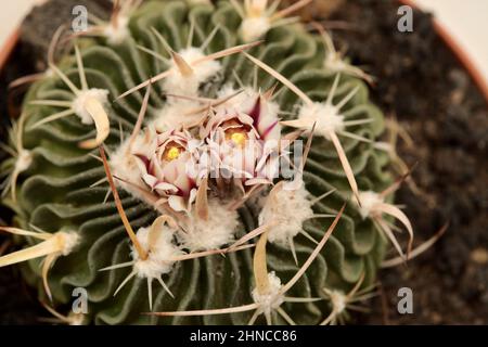 Stenocactus multicostatus, the brain cactus, small cactus with unusual wavy ribs flowering Stock Photo