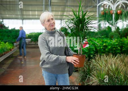 Elderly woman purchasing potted dracaena in garden store Stock Photo