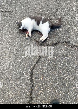 Dead cat laying on the ground, Lyon, France Stock Photo - Alamy