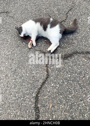 Dead cat laying on the ground, Lyon, France Stock Photo - Alamy