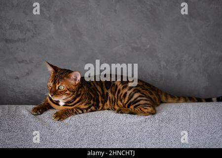 Bengal cat lies on a cozy sofa. Cat in the home interior. Animals and lifestyle concept Stock Photo