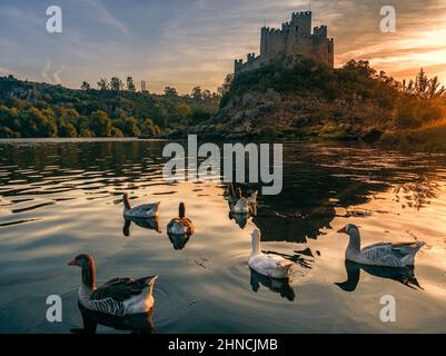 Geese on the background castle of Almourol, an iconic Knights Templar fortress built on a rocky island in the middle of Tagus river. Almourol, Portuga Stock Photo