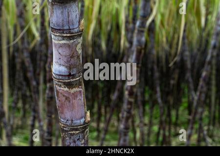 Mature sugarcane grown in the plantation Stock Photo