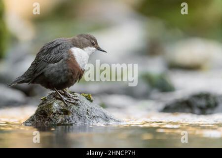 White throated dipper perched on the rock (Cinclus cinclus) Stock Photo