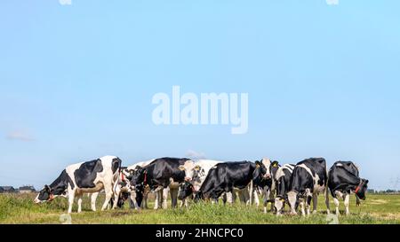 Group of cows together gathering in a field, happy and joyful and a blue sky, a panoramic wide view Stock Photo