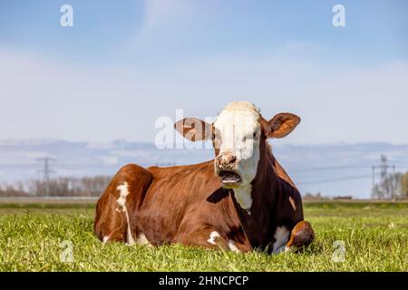 A cow mouth open, red and white in a pasture lying lazy mooing cow, wailing, showing gums and tongue Stock Photo