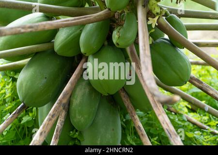 A papaya tree full of fruit in the plantation Stock Photo