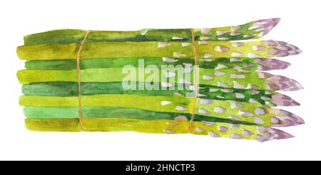 Hand drawn watercolor asparagus. Illustration isolated on white background. Stock Photo