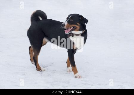 Cute appenzeller sennenhund puppy is standing on a white snow in the winter park. Pet animals. Purebred dog. Stock Photo