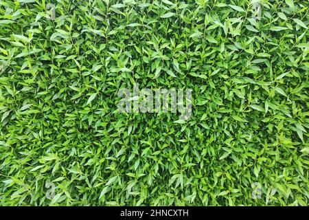 Green leafs wall texture for backdrop design and eco wall and die-cut for artwork. Stock Photo