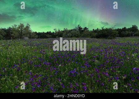 Amazing scenery of bright purple wildflowers growing on lush green grassy meadow near tree against picturesque cloudless sky with aurora in Lofoten Stock Photo