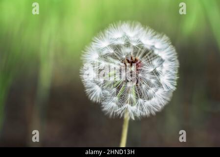 Closeup of wild dandelion with white round seed head growing on stem in forest on summer day against blurred background Stock Photo