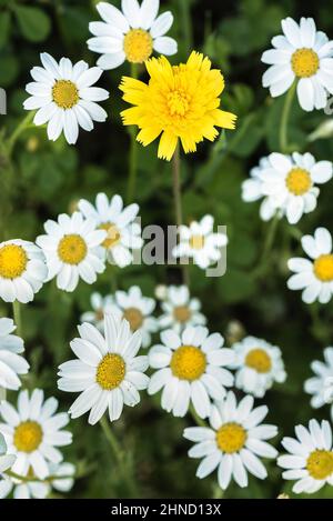 From above of blossoming chamomiles with white petals and yellow dandelion with green leaves growing in woods on summer day Stock Photo